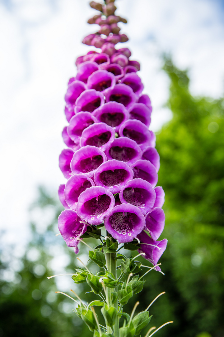 Digitalis