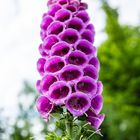 Digitalis