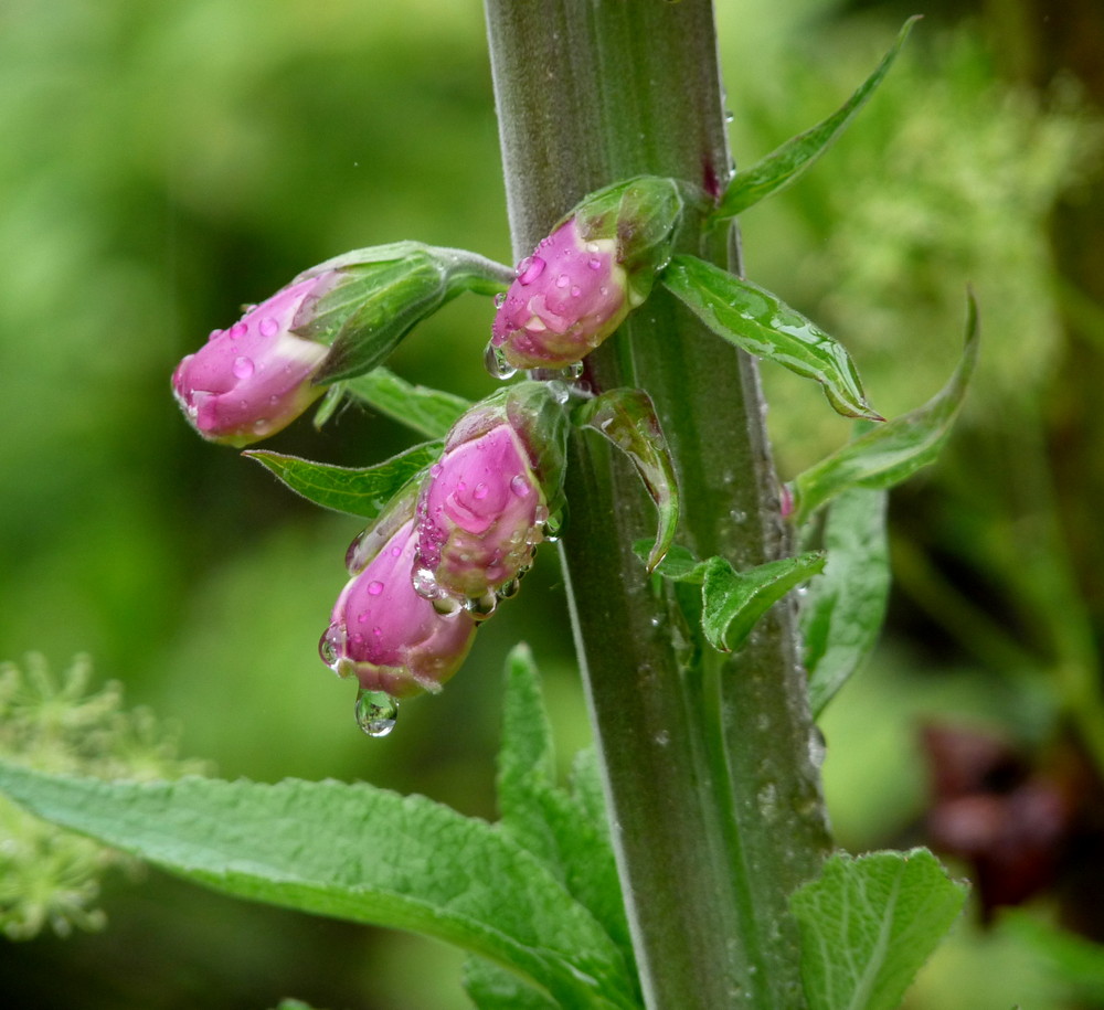 Digitalis