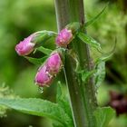 Digitalis