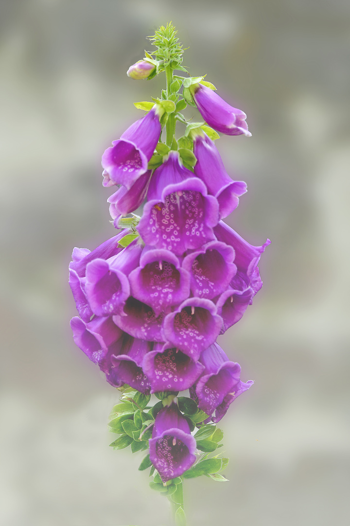 Digitalis