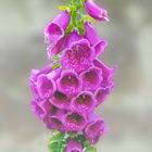 Digitalis