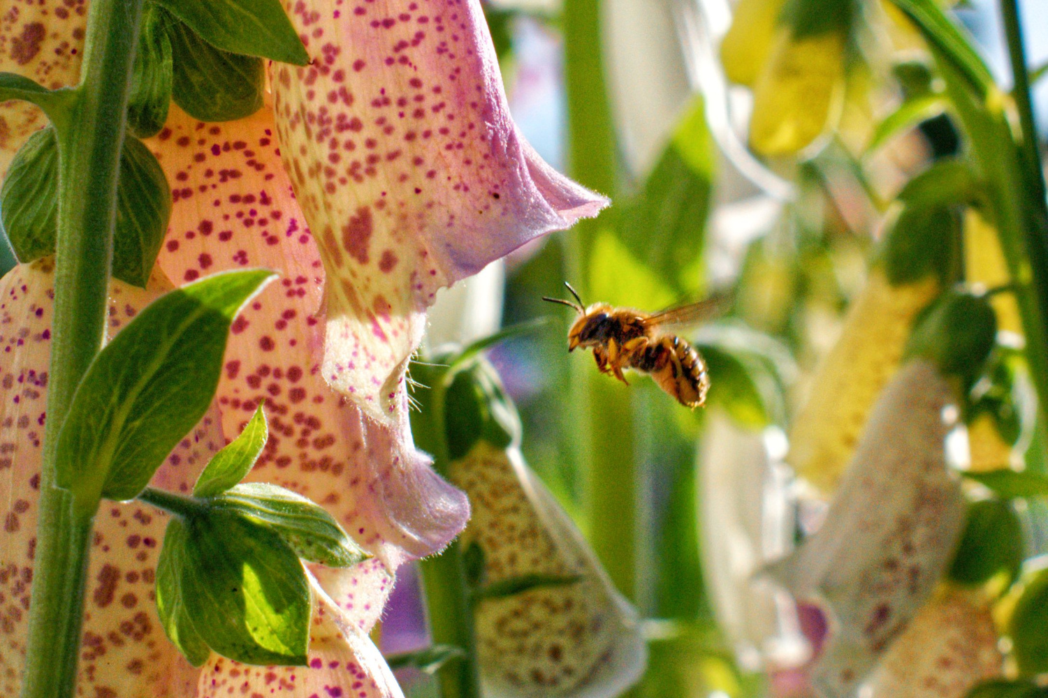 Digitalis