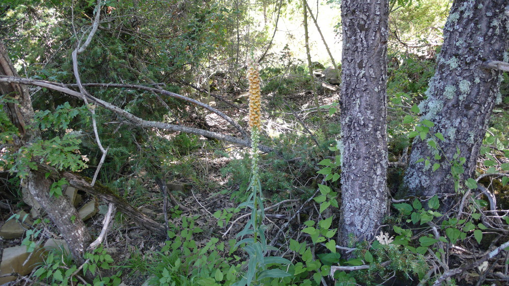 Digitalis am Wanderweg