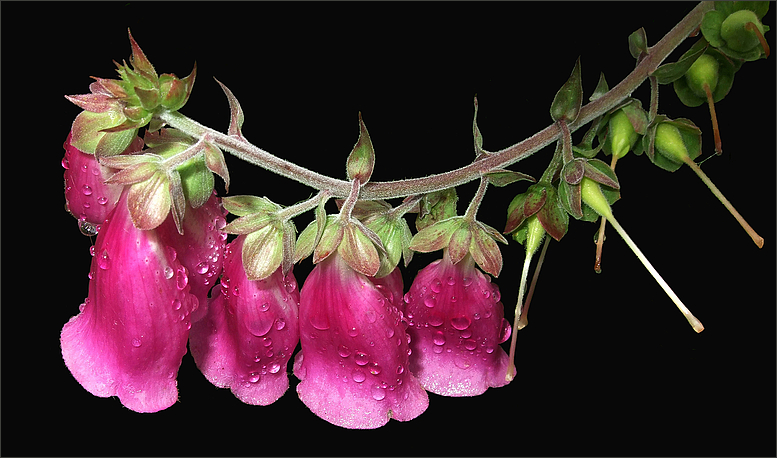 Digitalis