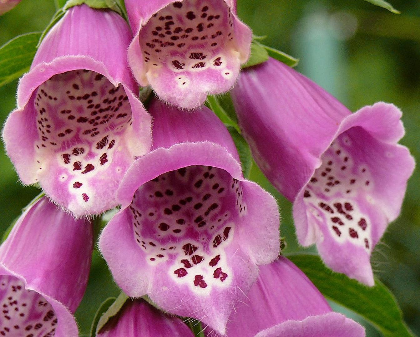 Digitalis