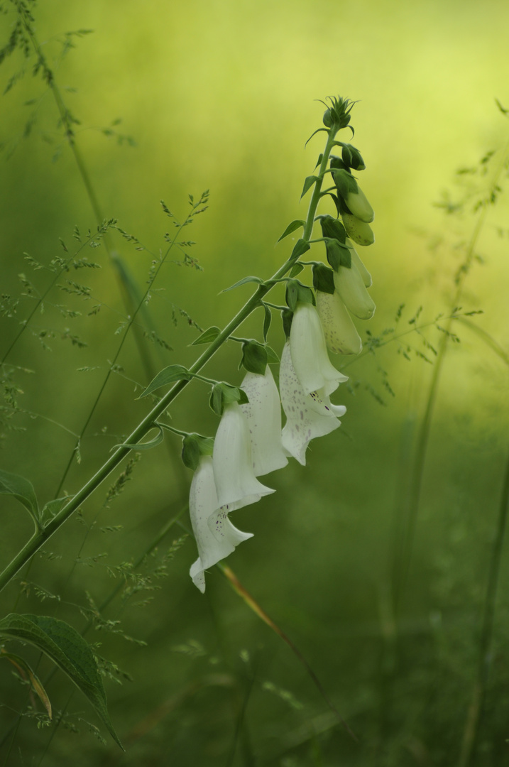 Digitalis