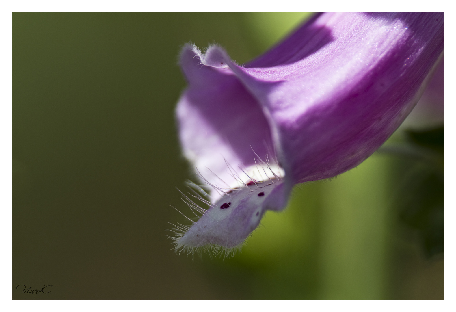 Digitalis