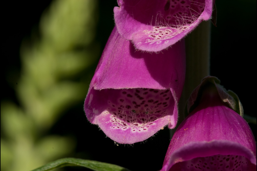 Digitalis