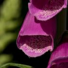 Digitalis