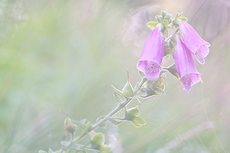 Digitalis