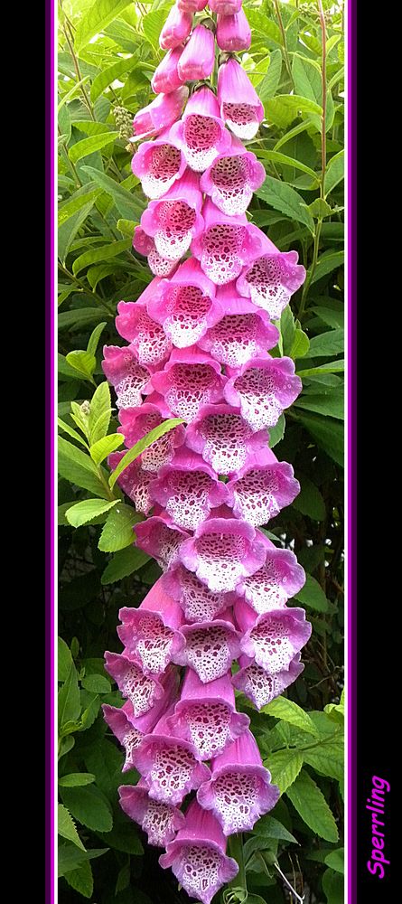 Digitalis