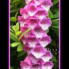 Digitalis