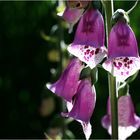 Digitalis, der Fingerhut