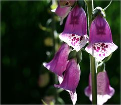 Digitalis, der Fingerhut