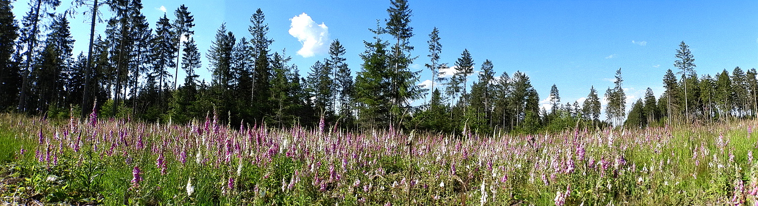 Digitalis digitalis