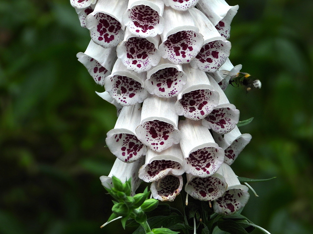 Digitalis diitalis