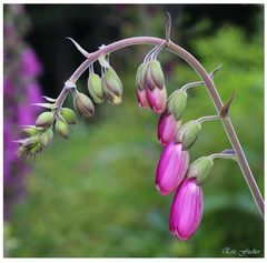 Digitalis