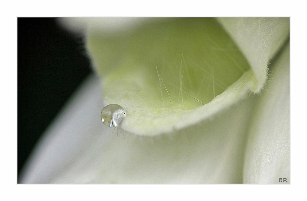 Digitalis