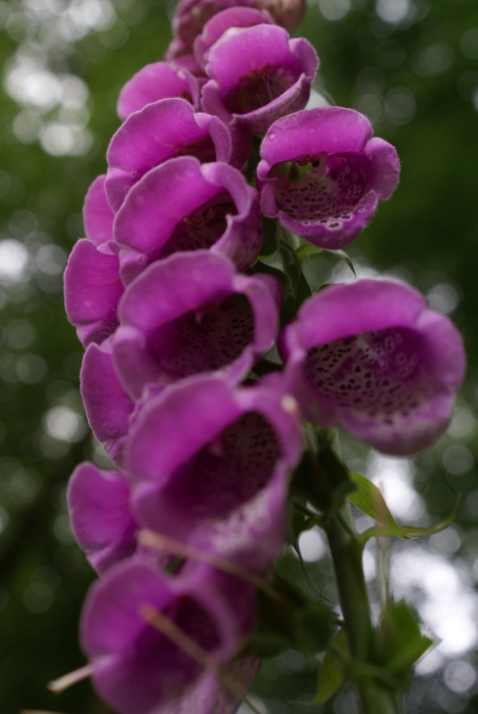 Digitalis