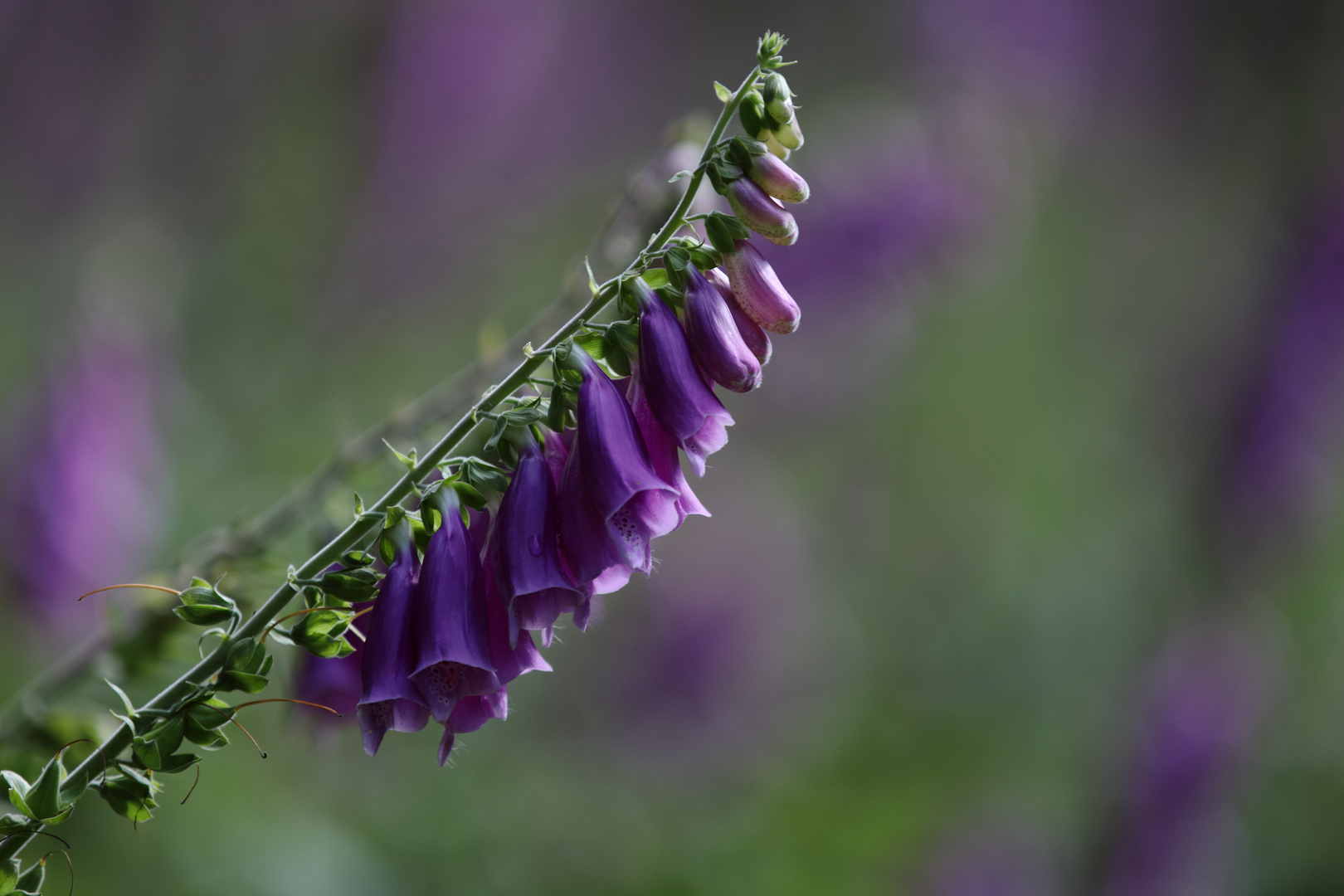 Digitalis