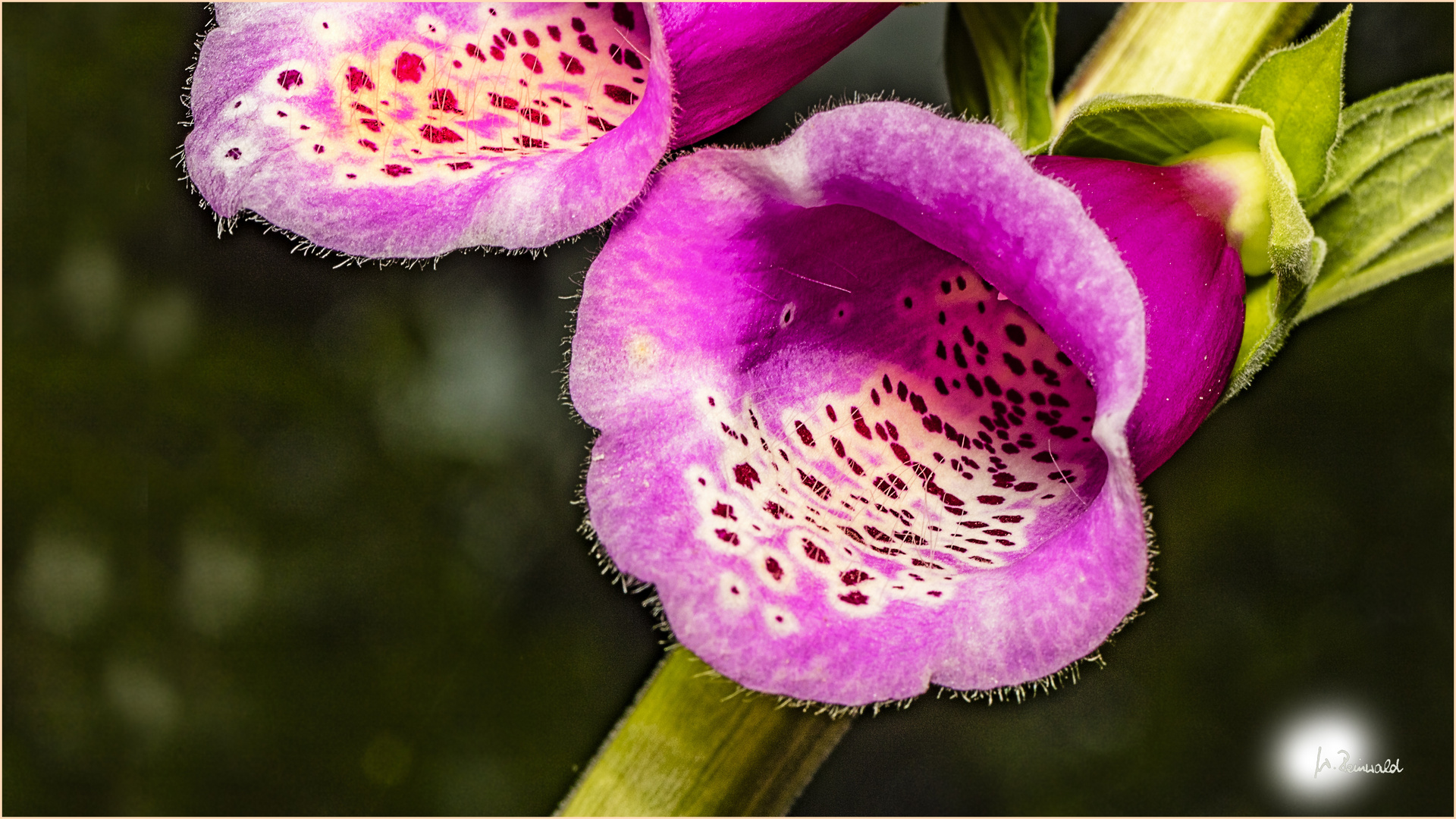 Digitalis