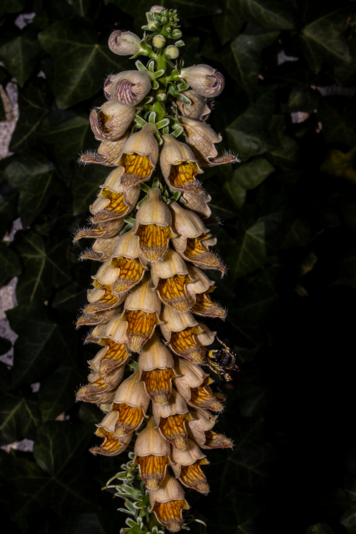 Digitalis ferruginea