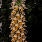 Digitalis ferruginea