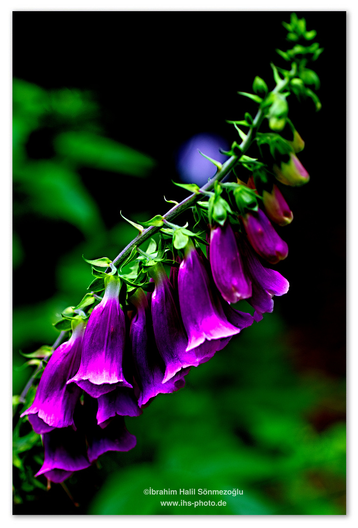 Digitalis - Fingerhüte