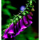 Digitalis - Fingerhüte