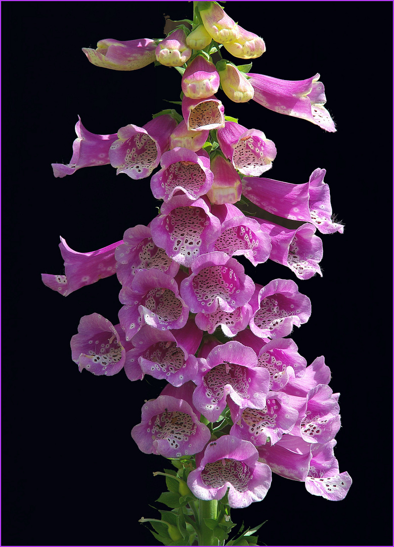 Digitalis (Fingerhut)