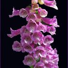 Digitalis (Fingerhut)