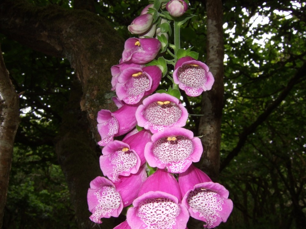 Digitalis-Fingerhut