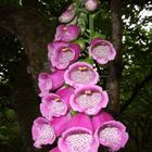 Digitalis-Fingerhut