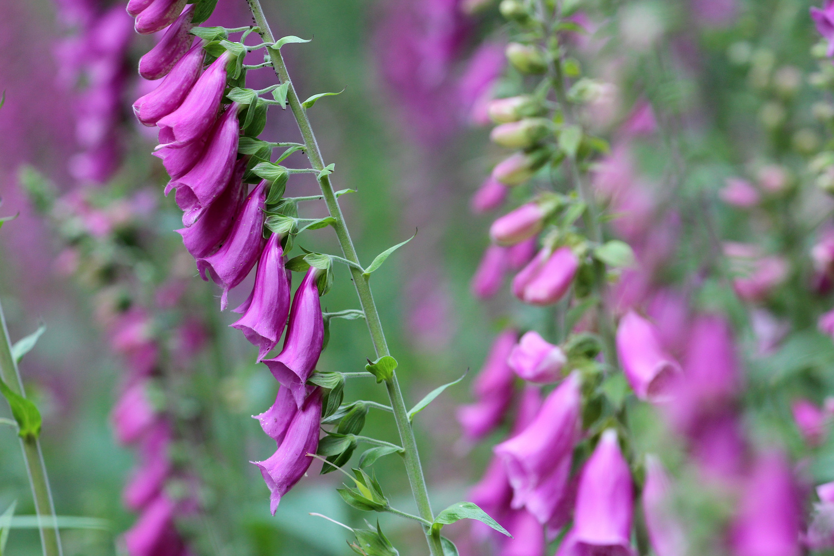 Digitalis (Fingerhut)