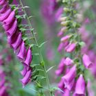 Digitalis (Fingerhut)