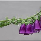 Digitalis (Fingerhut)