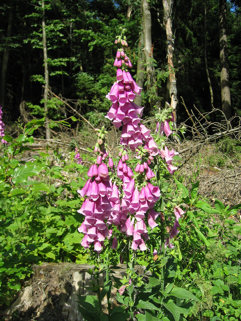 Digitalis Fingerhut