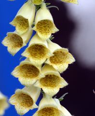 Digitalis grandiflora - Gelber mehrjähriger Fingerhut