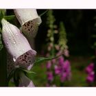 Digitalis I