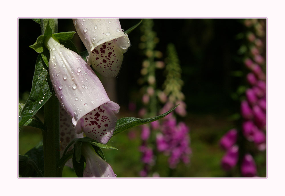 Digitalis I