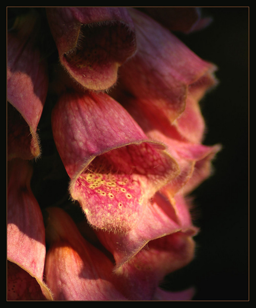 Digitalis II