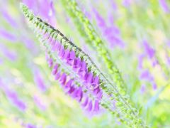 Digitalis im Pastell-Look