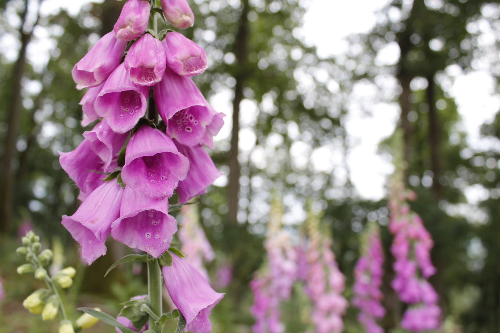 Digitalis im Wald