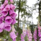 Digitalis im Wald