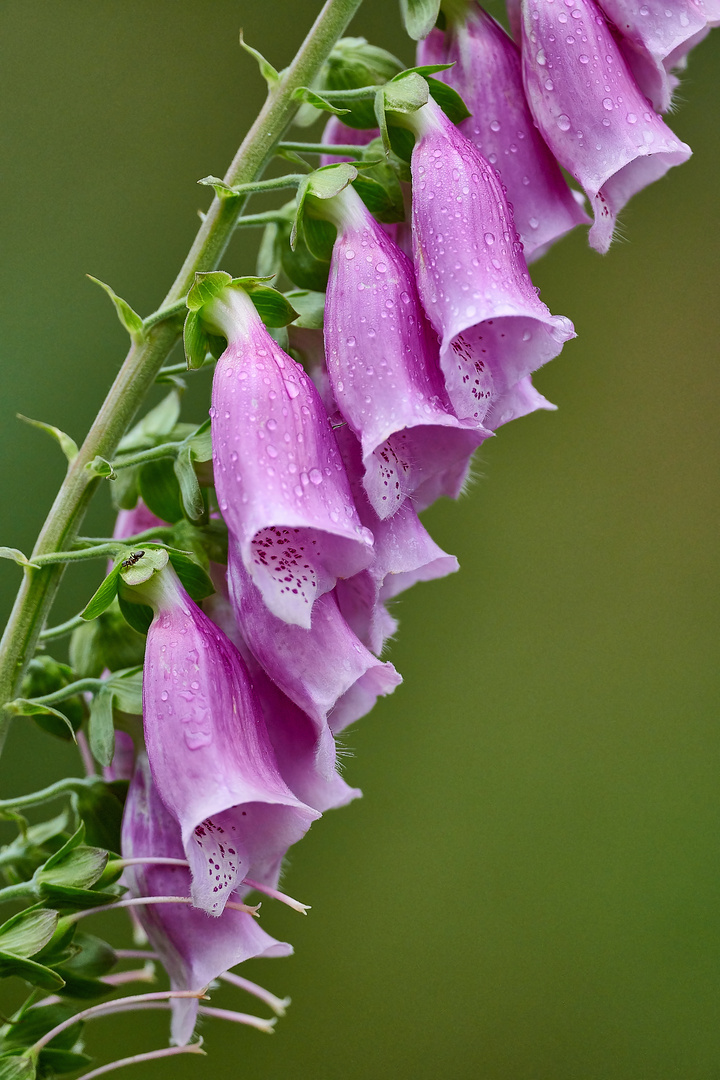 Digitalis in der Wahner Heide