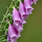 Digitalis in der Wahner Heide