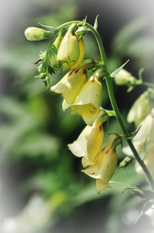 Digitalis lutea