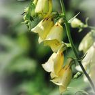 Digitalis lutea