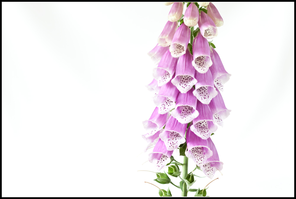 Digitalis minimalis